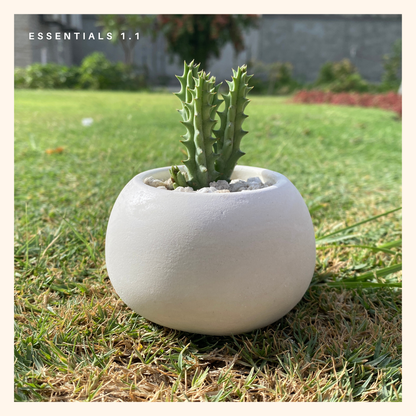 Stapelia Cactus | Huernia macrocarpa with White Planters