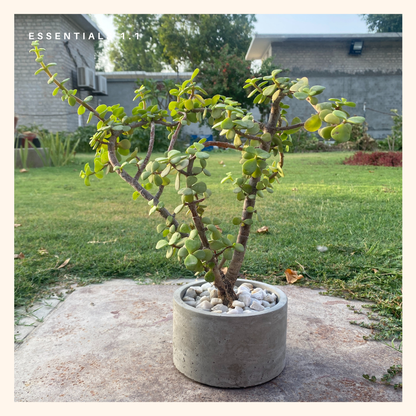 Elephant Bush | Portulacaria afra (Large)