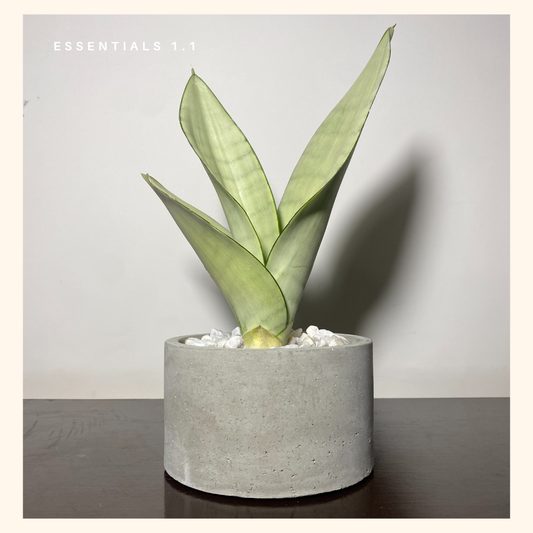 Silver Mother in Law Tongue | Moonshine Snake Plant | Sansevieria trifasciata