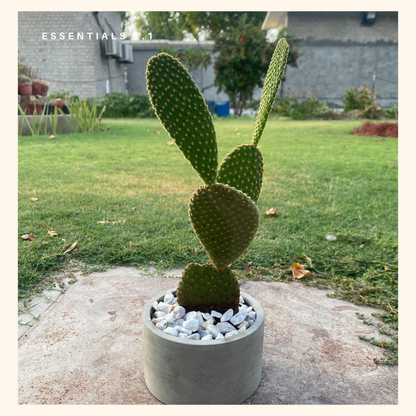 Bunny ears cactus | Opuntia microdasys