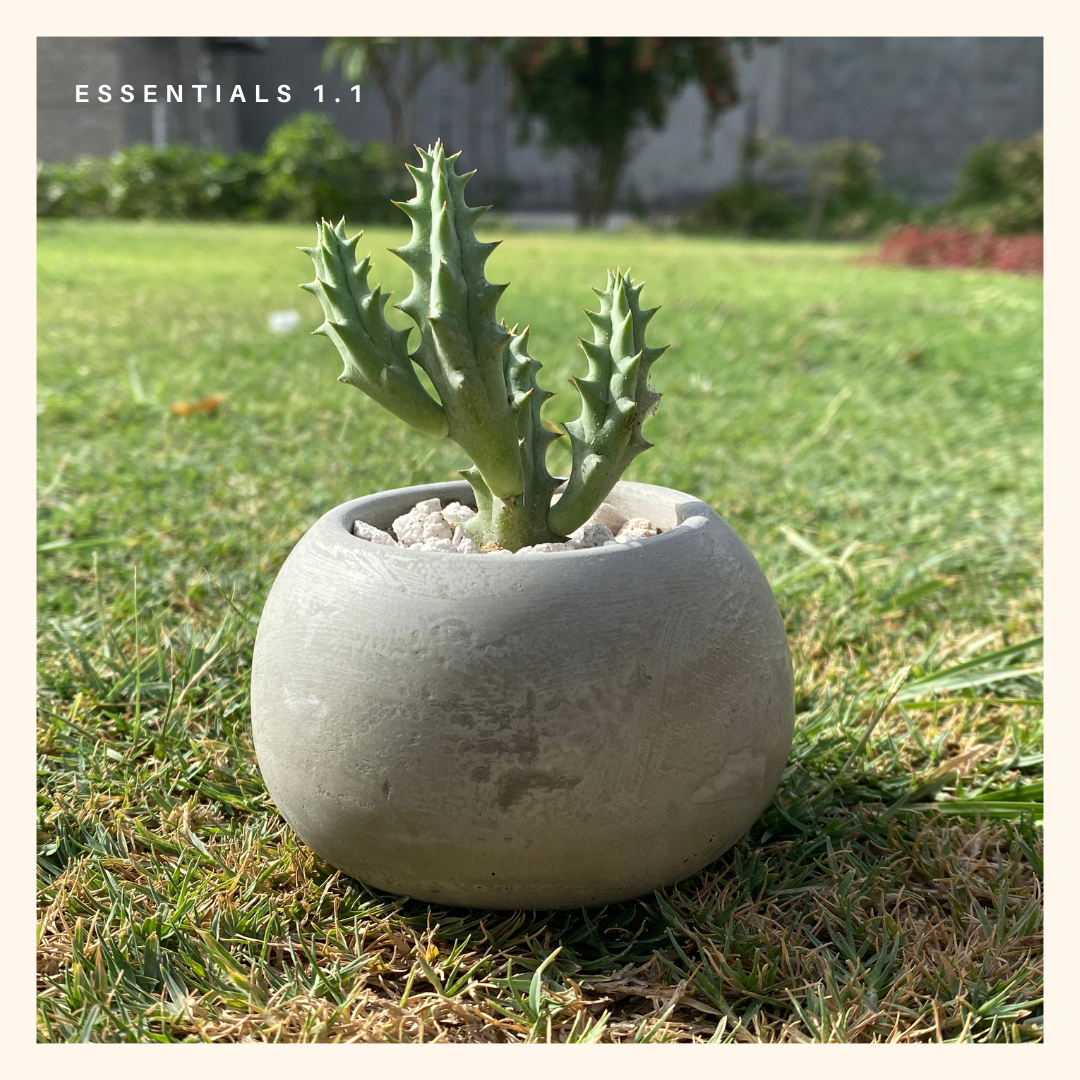 Stapelia Cactus | Huernia macrocarpa with Grey Planters