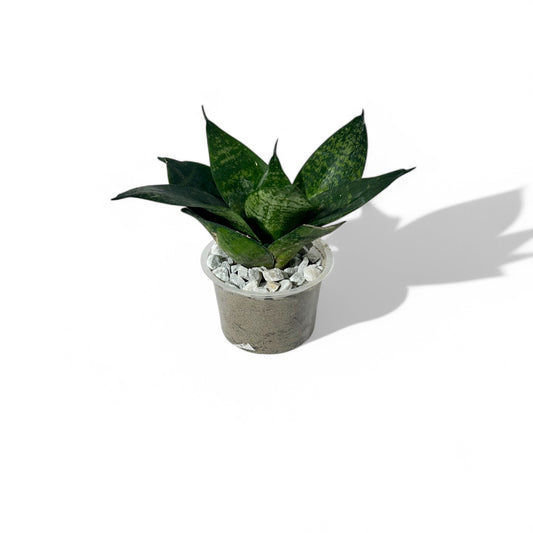 Snake Plant Dwarf