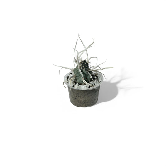 Paper Spine Cactus | Tephrocactus articulatus