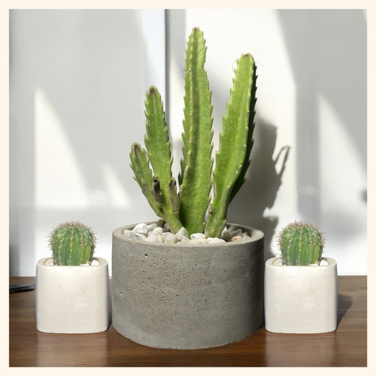 Essentials Bundle 2 : Stapelia Gigantea & Ball Cactus