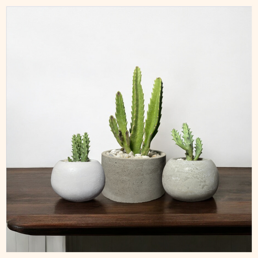 Essentials Bundle 4 : Stapelia Trio