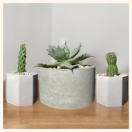 Essentials Bundle 5 : Mountain Ball, Jumping Cholla & Agave isthmensis