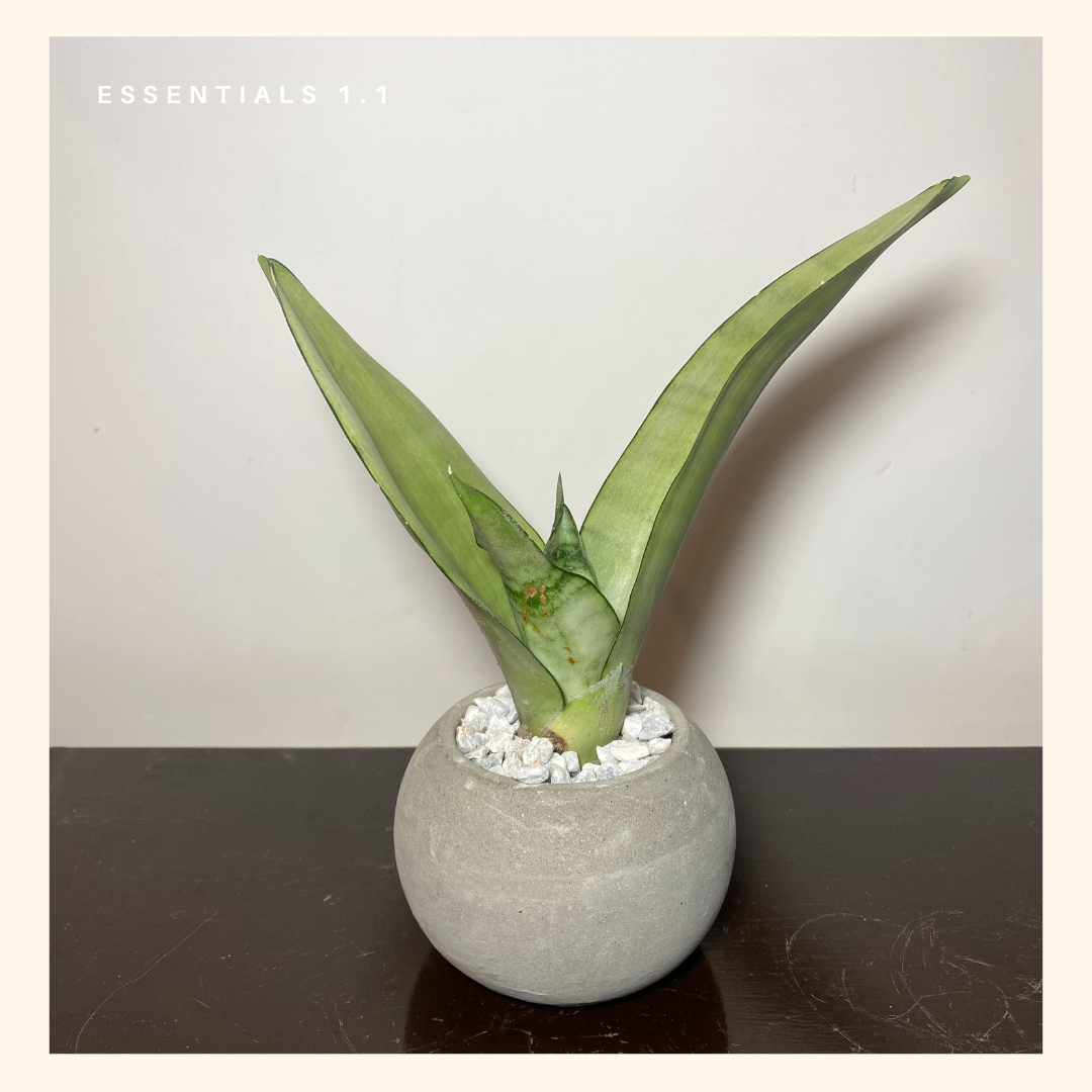 Silver Mother in Law Tongue (Young) | Moonshine Snake Plant | Sansevieria trifasciata